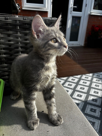 Beautiful grey tabby Maine coon cross male kitten