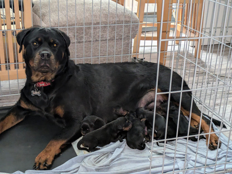 Chunky pups long and short hair available