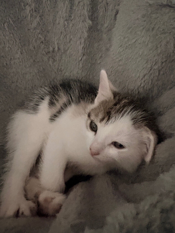 Kittens for sale