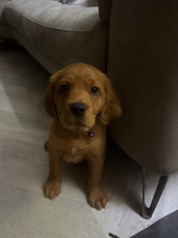 Cockerdor puppies