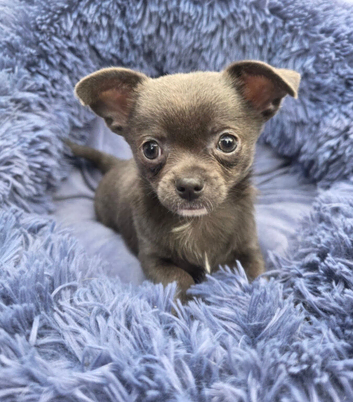 Chihuahua gorgeous tiny blue boy left