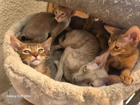 Abyssinian cross kittens ready now