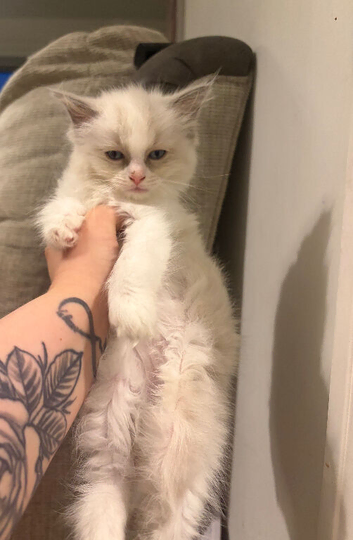 Gorgeous Ragdoll kittens for sale