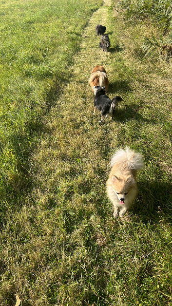 Dog Walking & Pet Sitting in Torbay