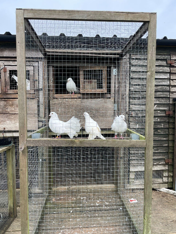 Doves