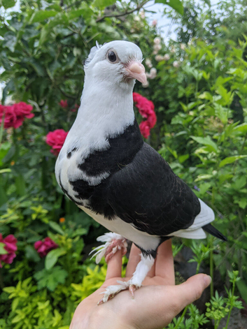 Stunning hand reared pet pigeon