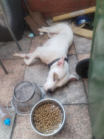 American bully cross staff
