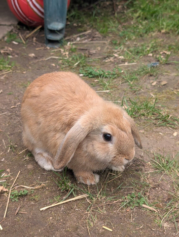 Mini Lop babies available