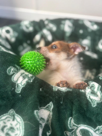 Jack Russell