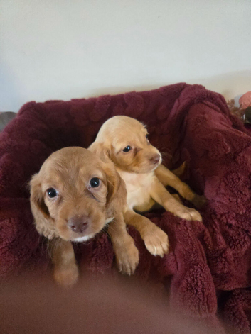 Gorgeous kc cocker spaniels