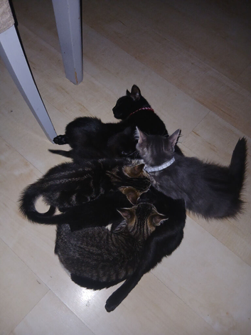 Boy girl kittens