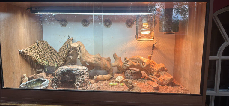 Beard dragon and tank