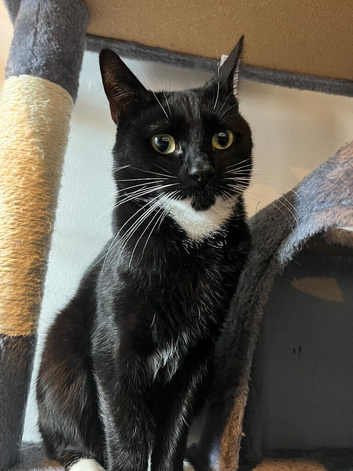 Male cat