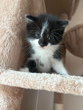 3 gorgeous kittens left