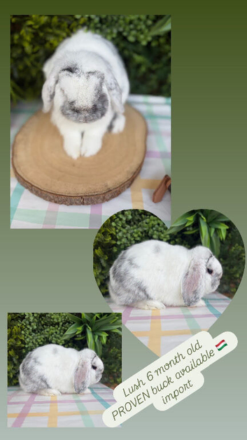 Imported mini lop Buck