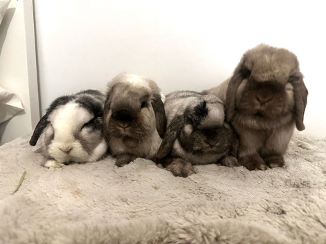 Bonded neutered mini lops &pound;100-&pound;200
