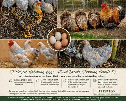 Hatching eggs at &pound;1/egg from Wyandotte Batams and Pekin Crele - Read the advert