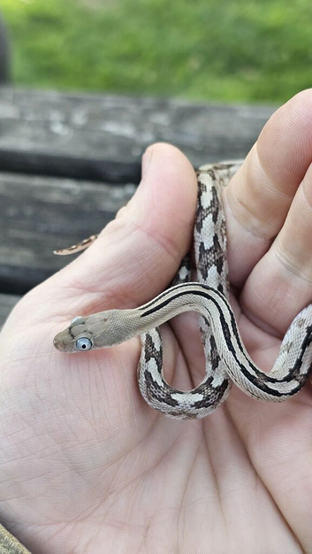Baby Trans-Pecos Rat Snake For Sale