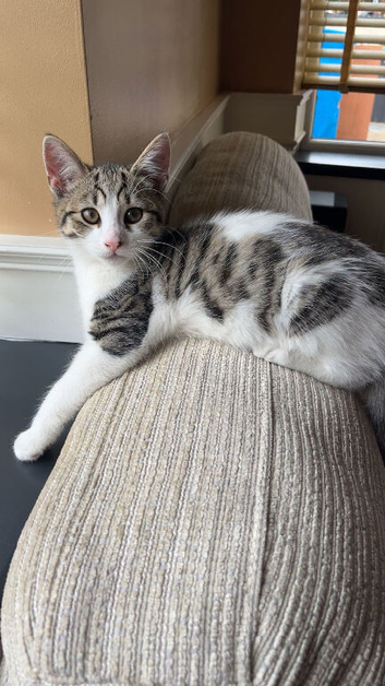 1 male kitten
