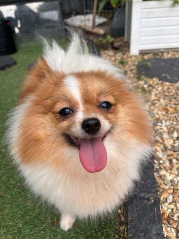 Pom Girl 3 Years KC Reg