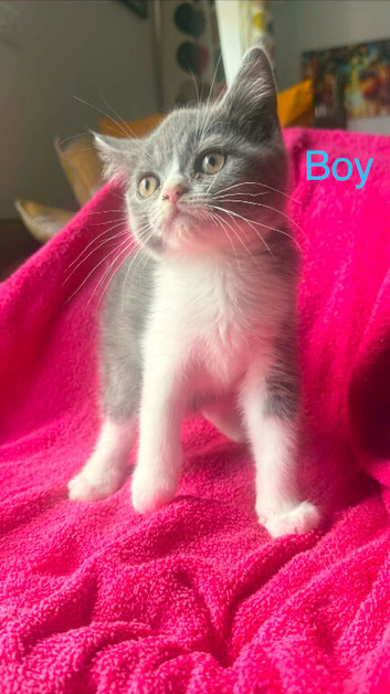 2. Males kittens