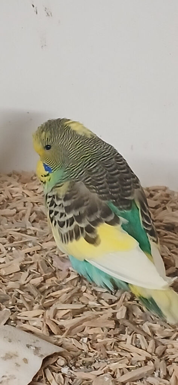 Babys and adults for sale