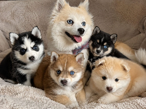 Beautiful Pomsky Puppies 3 Girls & 1 Boy Available