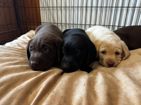 Labrador puppies