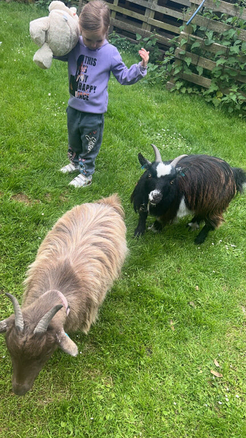 2 Pygmy goats looking for a new home