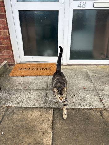 Male cat for sell
