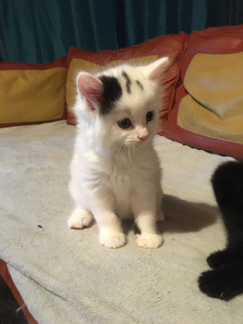 3/4 Ragdoll