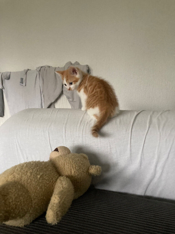 6 month old male cat