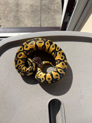 Female pastel yellow belly het DG ph pied for sale