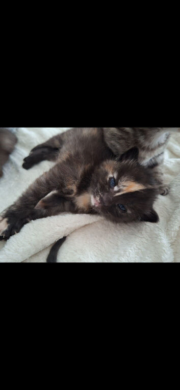 6 beautiful kittens