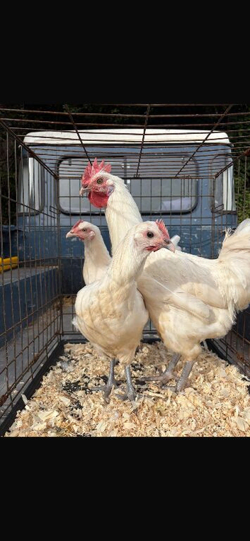 Poulet de Bresse breeding Trio