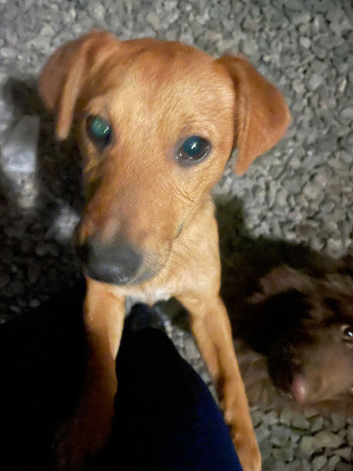 Tan short legged