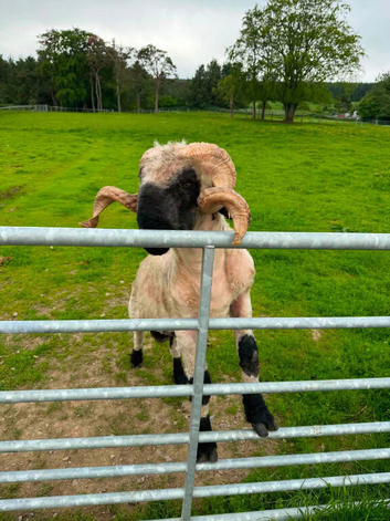 Valais blacknose registered tup