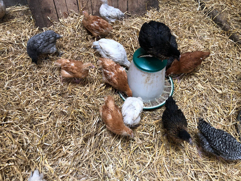 Happy, healthy, 7 week old pullets.