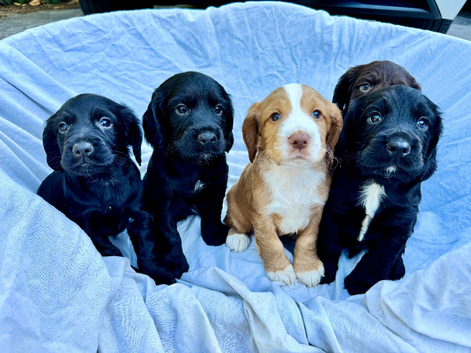 Last 2 Cocker spaniel puppies