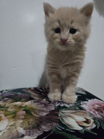 Dad full maine coon mum ragdoll