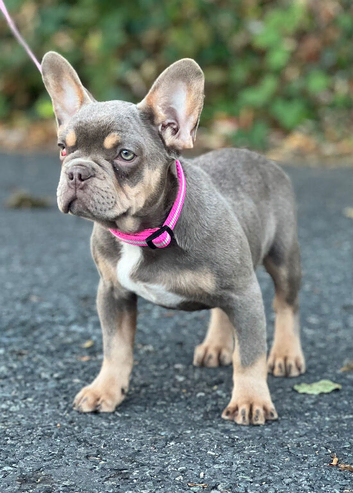 KC frenchie