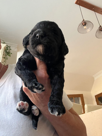 GORGEOUS F1B BERNADOODLE PUPPIES LOOKING FOR THEIR FOREVER HOMES