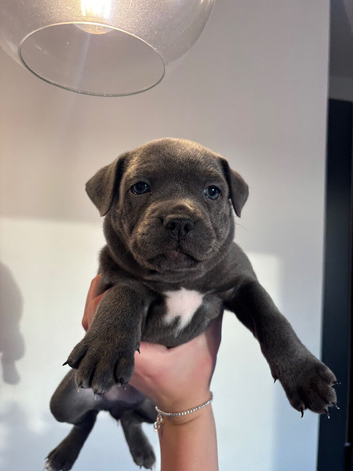 Beautiful blue Staffordshire bull terriors
