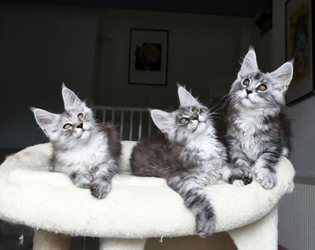 Stunning Maine coon kittens ( polydactyl)