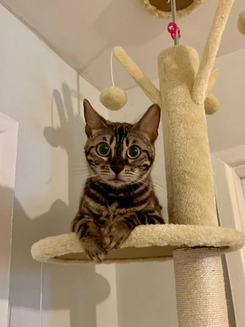 Sociable Gorgeous Seal Sepia Pedigree Bengal Girl