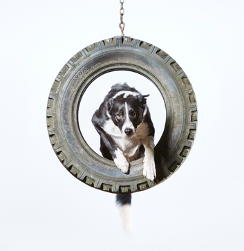 Dog Exercise, Care and Training