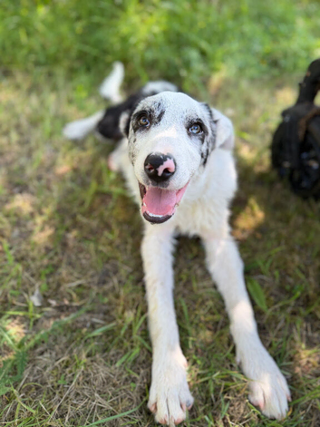 Blue Merle border collie