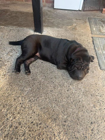 Female 6 months old