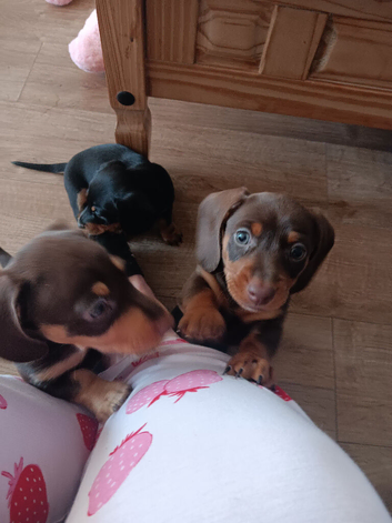 10 weeks old, chocolate and tan girl