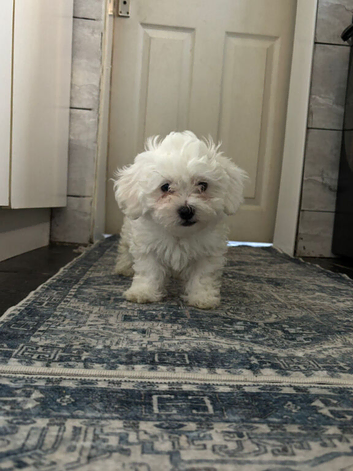 Bichonfrise